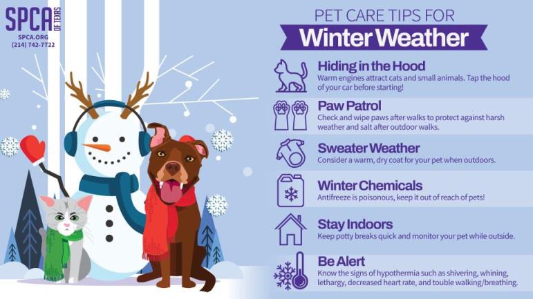 Pet care tips for winter weather Pet care tips for winter weather